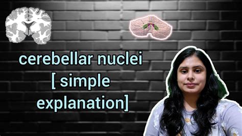 Tricks for Cerebellum nuclei | types of Cerebellar nuclei | MBBS | bhms | BAMS - YouTube