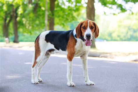 American Foxhound: Puppies, Breeders, Price, Temperament & More (Video) - Simply For Dogs