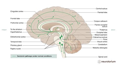 Serotonin Pathways Under Normal Conditions - Neurotorium