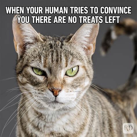 71 Funny Cat Memes You'll Laugh at Every Time | Hilarious Cat Memes