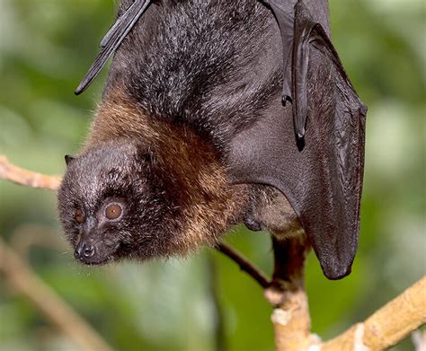 Rodrigues fruit bat | San Diego Zoo Kids