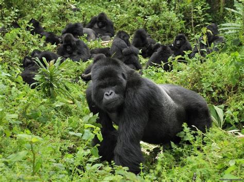 Horské gorily - Mamaland Safaris - vaše dovolená v Ugandě