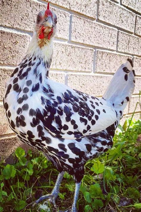 Hamburg Chicken: Eggs, Height, Size and Raising Tips