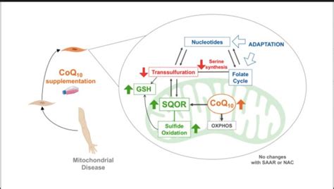 Coenzyme Q10 could treat mitochondrial diseases, colon cancer, thyroid carcinoma and Crohn's disease