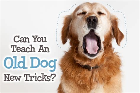 Can You Teach An Old Dog New Tricks Psychology