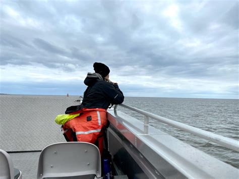 How to See Beluga Whales in Churchill, Manitoba - This Battered Suitcase