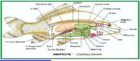 Detail Gambar Anatomi Ikan Mas Koleksi Nomer 12