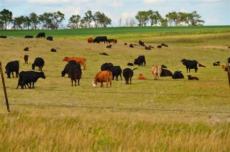 The Ins and Outs of Pasture Rotation for Healthy Sustainability