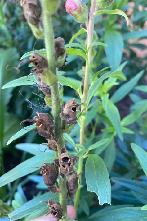 How to Collect Snapdragon Seeds