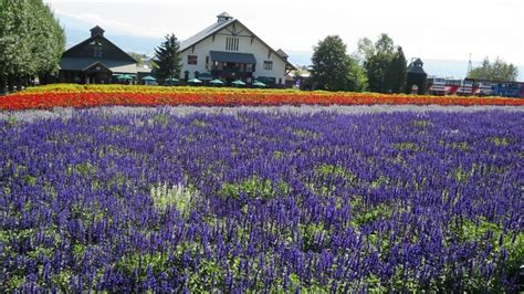 Recommended Season, Spots, and Travel Itinerary to Enjoy the Lavender ...