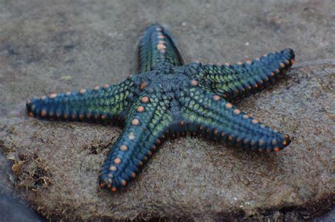 File:Starfish 09 (paulshaffner).jpg - Wikipedia