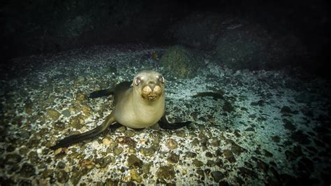 What Will I See | Channel Islands National Marine Sanctuary