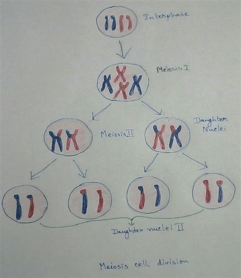 Meiosis Cell Division | Biology | Importance for Meiosis | Cytokinesis