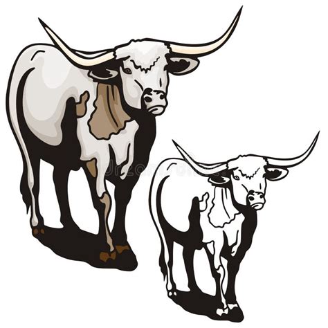 Longhorn steer stock vector. Illustration of looking, animal - 9406302