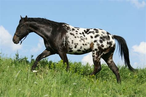 The Appaloosa Horse | Love the Energy