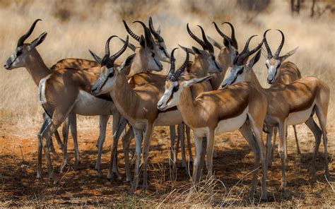 Cerf Full HD Fond d'écran and Arrière-Plan | 1920x1200 | ID:591747