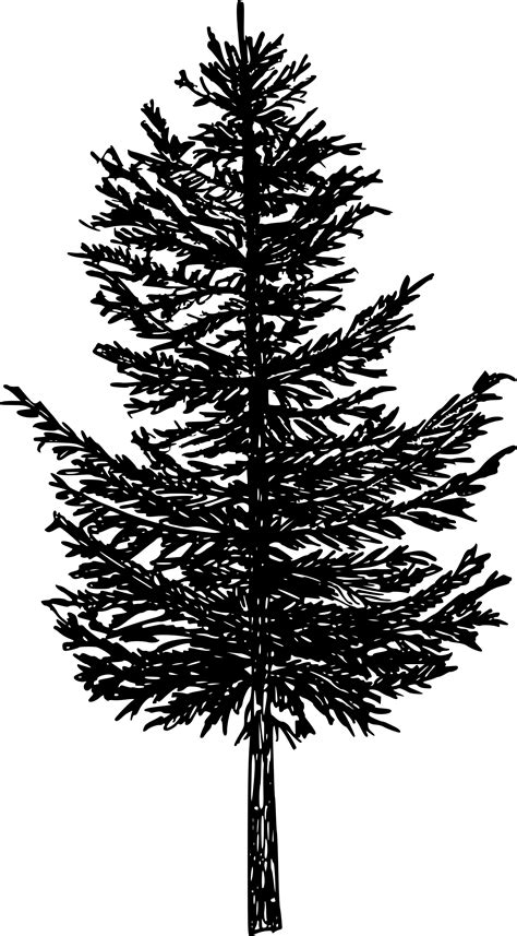 tree branch png transparent