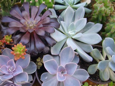 Introduction to Succulent Plants - World of Succulents