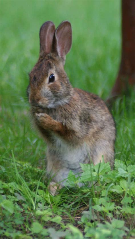 Eastern Cottontail Rabbit - TradersCreek.com