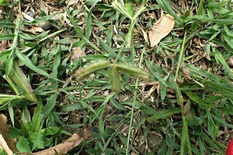 Dactyloctenium aegyptium (L.) Willd. | Subang Jaya, Selangor… | Flickr