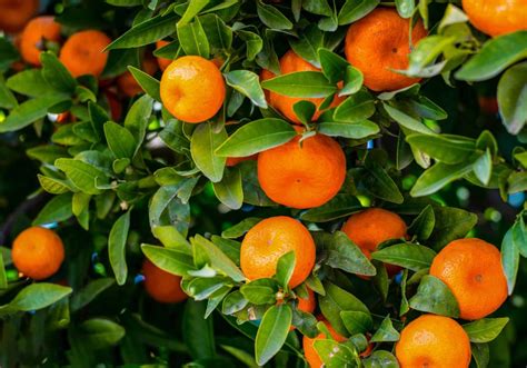 Mandarin Satsuma - Citrus unshiu - Black Bridge Nurseries