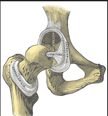 Pelvis anatomy - The Institute of Canine Biology