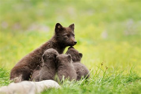 Arctic Foxes in Iceland - Iceland-Dream.com