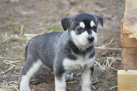 Labrador Husky Puppies - Puppy Dog Gallery