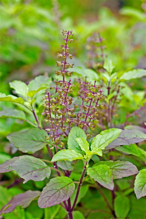 tulsi (Ocimum tenuiflorum) Benefits and Uses