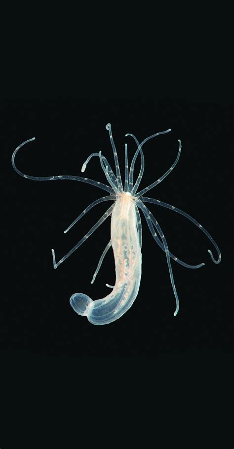 How Sea Creatures Pack a Tiny Propulsive Sting | Scientific American