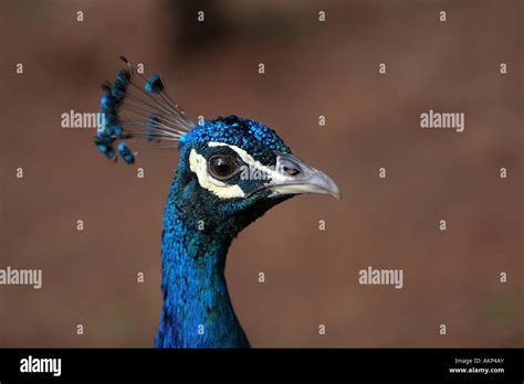 peacock head close-up Stock Photo - Alamy