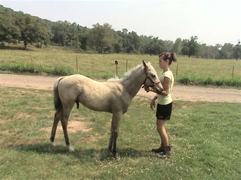 is my foal a silver buckskin?