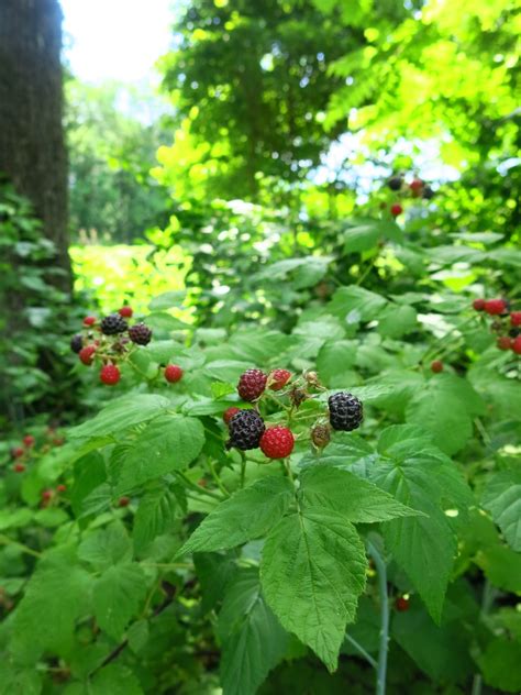 Rubus occidentalis / Black Raspberry – Wild Ridge Plants