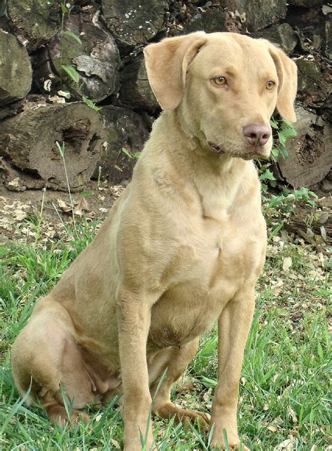 chesapeake bay retriever | Chesapeake Bay retriever - Fotos | Tu amigo ...