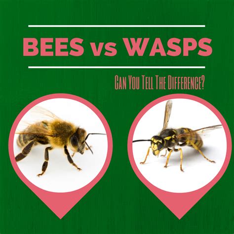 The difference between Bees and Wasps - Home Pest Control