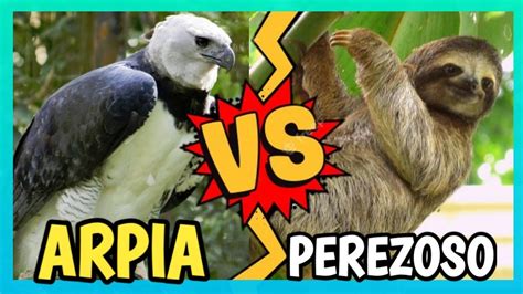 AGUILA ARPIA CAZANDO PEREZOSO - YouTube