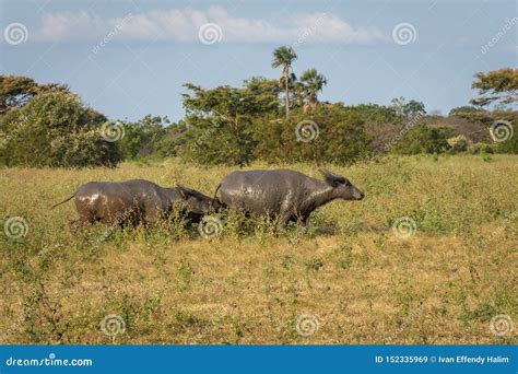 A Group of Buffalo on Their Natural Habitat, Savanna Bekol, Baluran ...