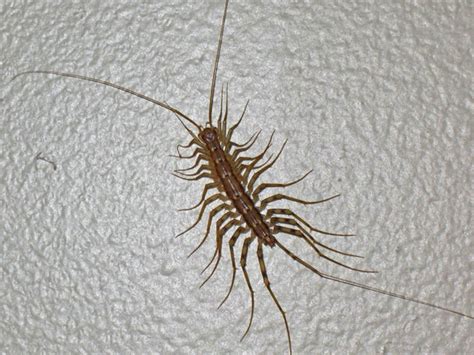 House Centipede | Centipede, Insects, Bugs