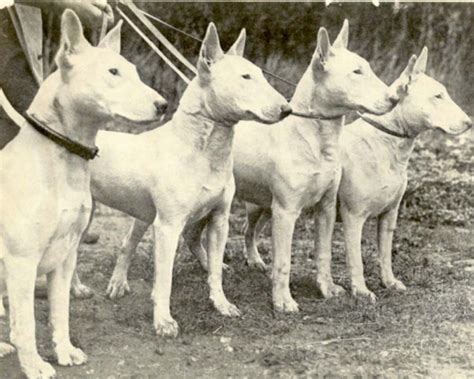 Bildergebnis für bullterrier | Bull terrier dog, Bull terrier, English ...