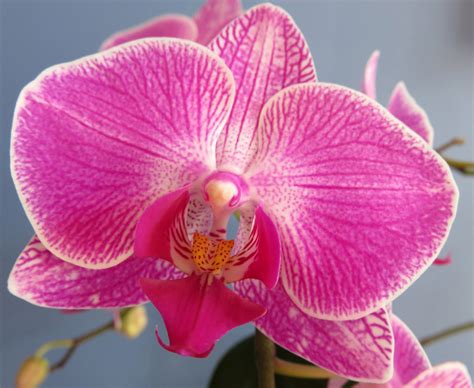 How to Grow and Care for a Moth Orchid | Orchids Plus