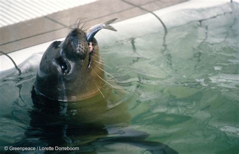 Hawaiian Monk Seal - Greenpeace USA