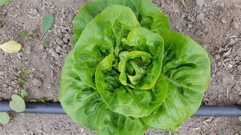 Lettuce_Little_Gem – Skylight Farms