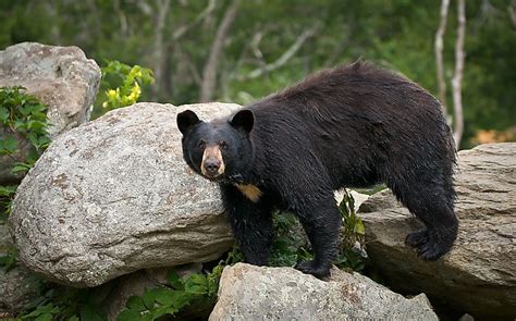 What Animals Live In North Carolina? - WorldAtlas