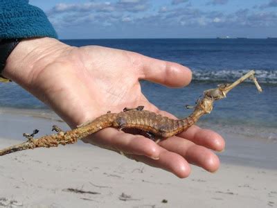 Sea Dragon - Leafy & Weedy Sea Dragons, Photos, Information, Habitats, News | World Most Amazing ...