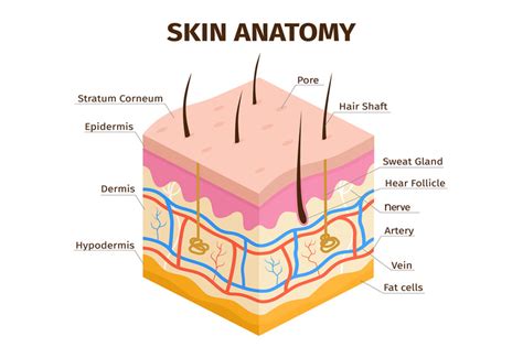 Human skin layers anatomy, dermis, epidermis and hypodermis tissue. Sk ...