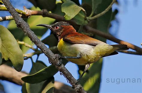 Cranium Bolts: Birds at Hebbal lake Cranium, Photo Tour, Bird Watching, Birds, Tours, Lake ...