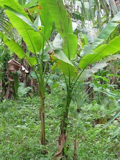 OUR PHILIPPINE TREES: Distinguishing the Abaca from Banana