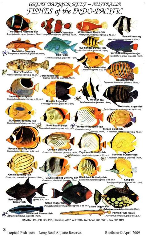 Saltwater Aquarium Fish Guide | Saltwater aquarium fish, Saltwater aquarium, Marine fish