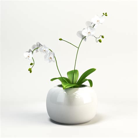 House Plants: Orchid on Behance