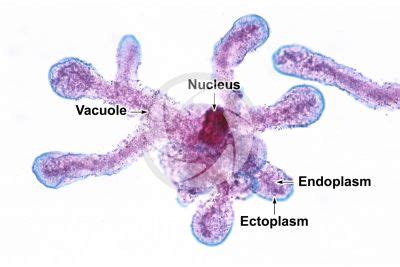 Amoeba proteus - Amoebae - Amoebozoa - Protozoa - Aquatic life - Photos